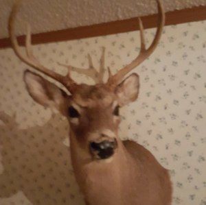 Meet your Posher, Ronald